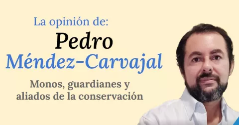 Veinte años de conservación efectiva en los primates de Llano Grande de Ocú, península de Azuero