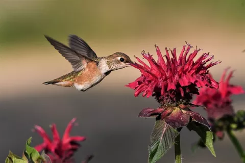 Convierte tu jardín en fuente de alimentación para los polinizadores