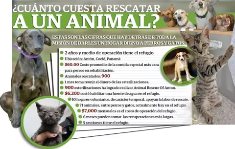Perros pasan de las frías calles panameñas a un amor fuera de fronteras