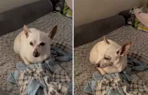 TobyKeith: Chihuahua de 21 años que se convirtió en el perro más viejo del mundo
