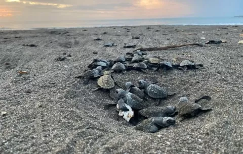 Más de medio millón de nuevas tortugas nacen en las costas de Tonosí