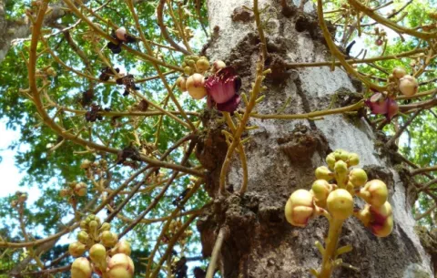 En Veraguas mantienen la tradición de recoger flores de granadillo en Semana Santa
