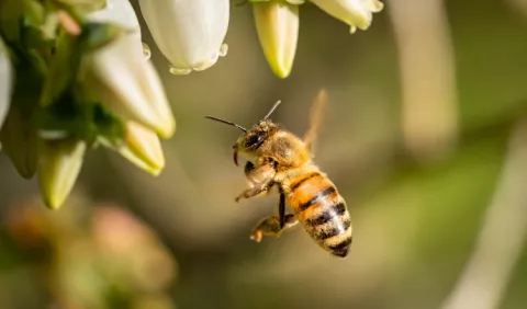 Abejas: Enfrentan numerosos desafíos