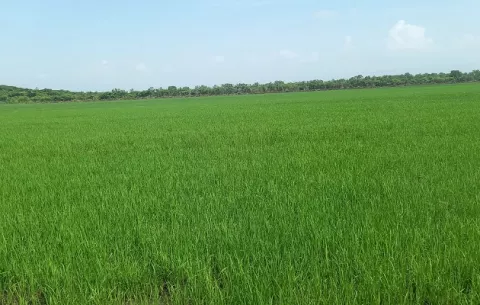Cosecha de arroz en Panamá no sufrirá afectaciones, pese a la crisis global