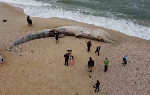 ¿Qué se debe hacer con una ballena varada en la playa? 