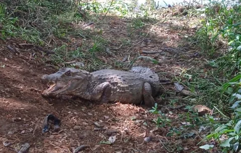 Aumenta presencia de animales silvestres cerca de residencias en Chitré