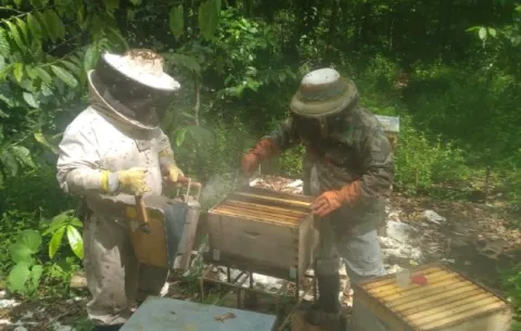 Analizan prevalencia de plagas en tres apiarios en la comunidad de Nuevo Tonosí, en la Costa Arriba de Colón