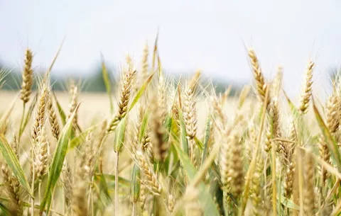 ¿Qué indican las proyecciones de la FAO en torno al comercio mundial de cereales?