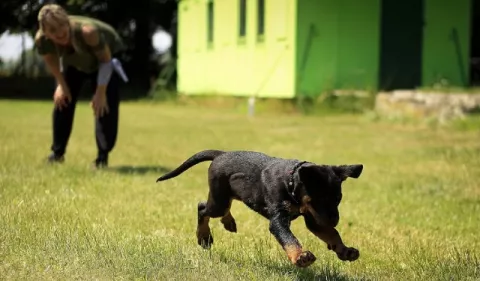 Deportes que puede hacer junto a su perro