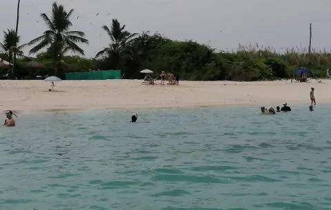 Corales en la isla Iguana son afectados por contaminación y desechos 