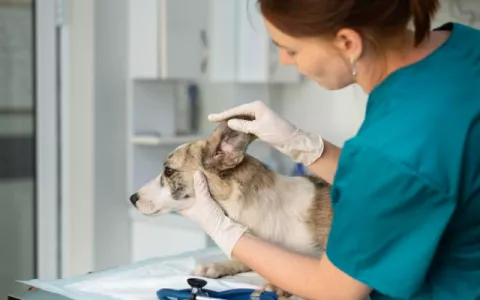 Tipos de lesiones dermatológicas en perros