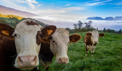 ¿Hamburguesas a base de hongos? Un 'gran comienzo' para salvar los bosques