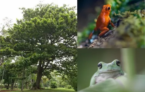 ¿Qué especies tratará de incluir Panamá en la lista de las más amenazadas por el comercio internacional?