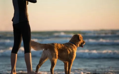 Recomendaciones para ir con tu perro a la playa: ¡Tome nota!
