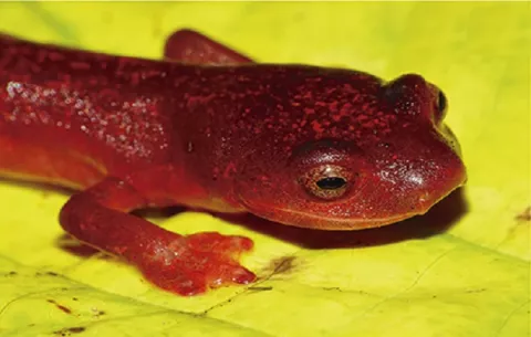 Nueva salamandra sin pulmones es descubierta por científicos panameños 