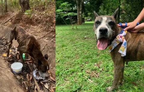 El drama de los perros rescatados: Adoptante devuelve a Will Smith, el bóxer abandonado