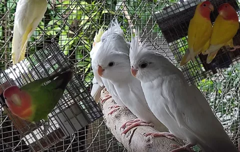 ¿Cómo MiAmbiente detectó el zoocriadero ilegal de aves exóticas en Felipillo?