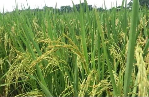 Arroceros piden investigar supuesto desabastecimiento de arroz de primera