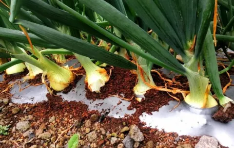 Panamá importará 15 mil quintales de cebolla para julio y 30 mil para agosto