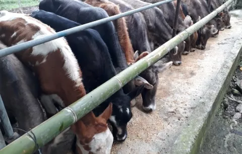 Productores de ganado de leche diversifican las actividades ante los altos costos de los insumos