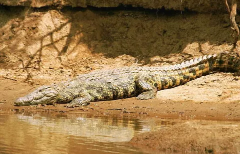 Contando los lagartos en los playones del Chiriqui Viejo