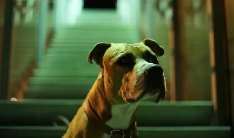 Crianza y agresividad en perros: ¿Qué dicen los expertos?