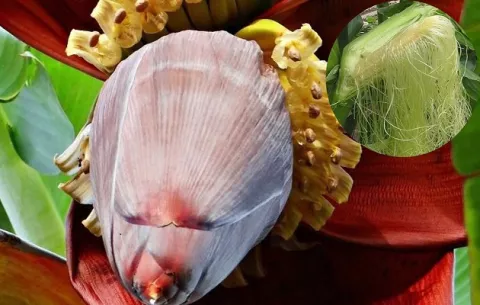 Flor de guineo y barba de maíz: Prepare ricos platillos en lugar de botarlos