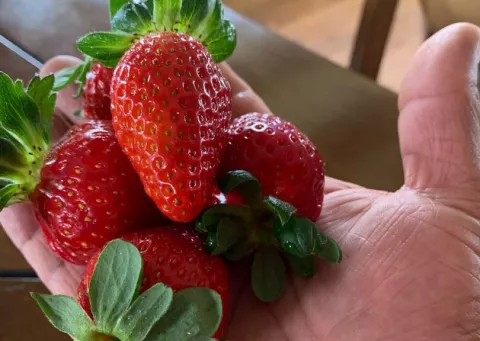 Semillas certificadas permiten mejor calidad en fresas