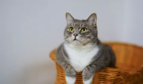 Gatos: Enfermedades más comunes