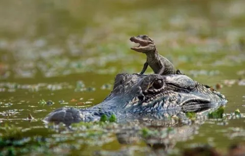 La daga fina y los lagartos de la ciénaga Peje Perro