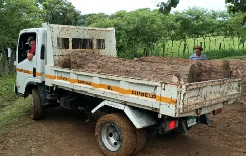Continúa hurto de madera de Cocobolo en Azuero