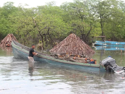Nueva estrategia para salvar de la deforestación a los manglares en la Bahía de Chame