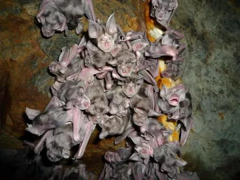 El murciélago fósil de Canarias que plantea un enigma sobre su desaparición 