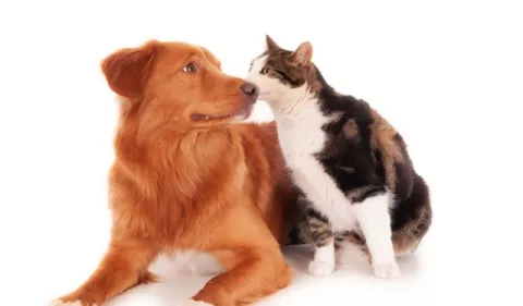¿Cómo fomentar la convivencia entre perros y gatos?