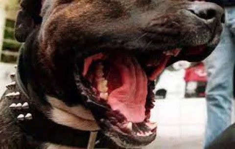¡Desgarrador! Pitbull mata a niña de tres años en Chepo
