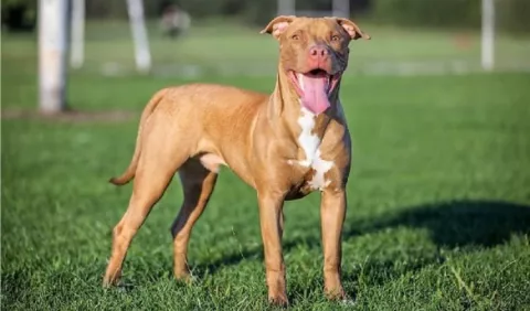 ¿Qué nivel de culpa tiene el dueño del pitbull por la muerte de la niña de tres años?