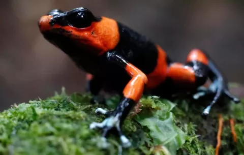 Oophaga lehmanni, la ranita venenosa que ha pagado por el pecado de su belleza en Colombia