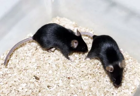 ¡Interesante! Antirretroviral mejora capacidad cognitiva en ratones con síndrome de Down