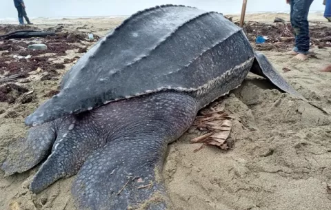 Panamá adopta medidas para proteger a la tortuga baula, la más grande de todas las especies marinas