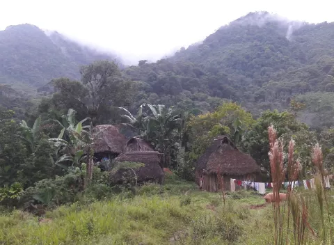 Casos de leishmaniasis en Veraguas podrían ser el triple de lo registrado en el Minsa  