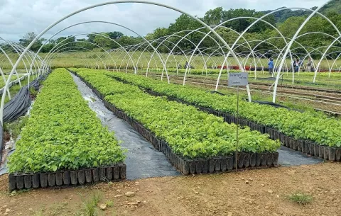 Vivero de especies nativas garantiza el futuro de los bosques de generaciones en Panamá