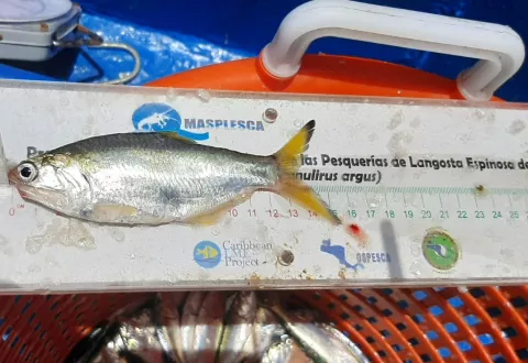ARAP informa que temporada para pesca de anchoveta está por terminar en el país