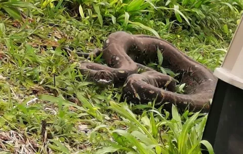 Extranjero encuentra enorme boa en el patio de su casa en Volcán 