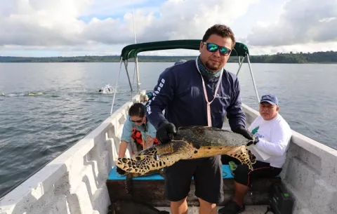 Mayor densidad de tortugas carey del Pacífico Oriental Tropical se encuentra en Coiba