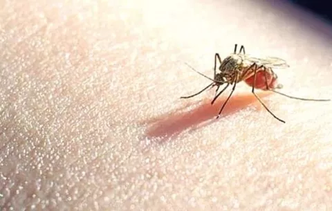 Minsa confirma 73 casos de malaria en la región metropolitana