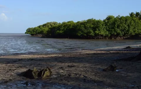 Unen esfuerzos para proteger los manglares de la Bahía de Panamá y Parita