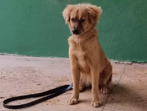 Perrita que casi muere dentro de contenedor es ahora una Unidad Canina Agropecuaria 
