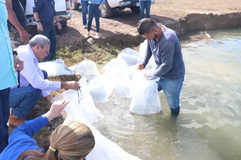La repoblación de 25 mil alevines de tilapia se efectúa en La Yeguada en Veraguas 
