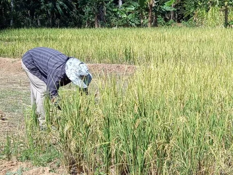 Si quiere conseguir arroz a 40 centavos la libra vaya a las ferias libres