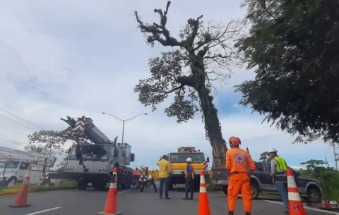 Talan árbol de 200 años que estaba enfermo en el corregimiento de Progreso, Barú